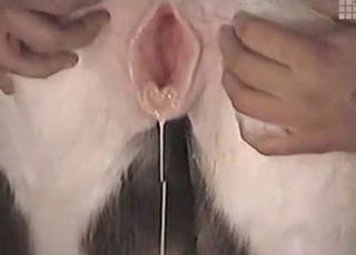 Close-up shots of an amazing horse pussy